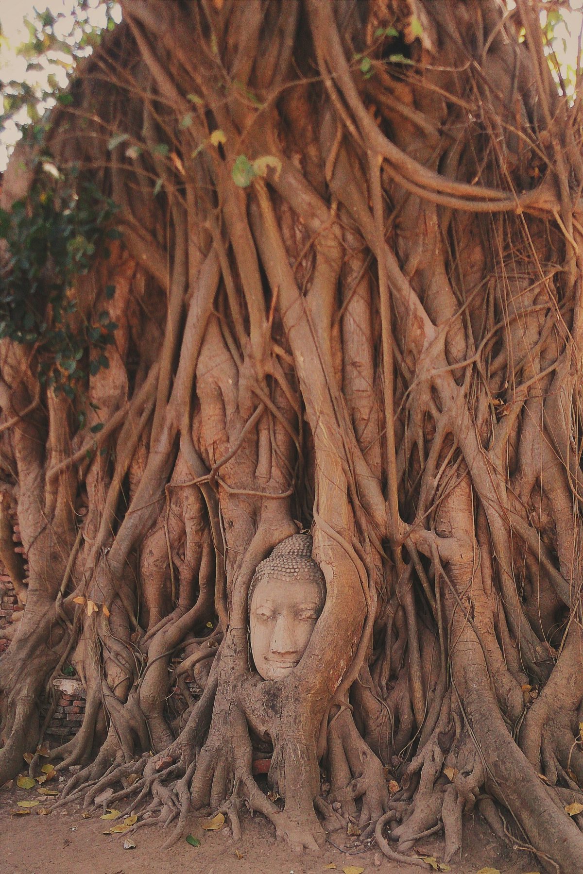 Buddha head in the roots of a tree at Wat Mahathat