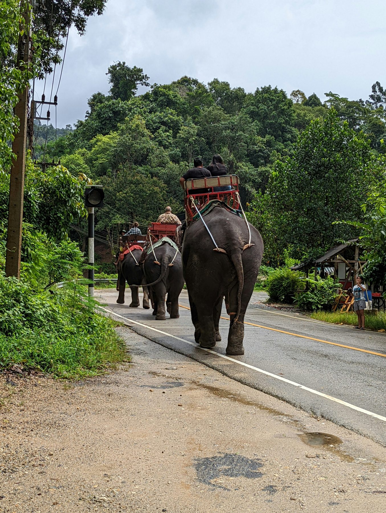 Elephants walking along a jungle road